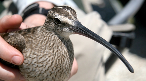 Whimbrel ready for release in migration tracking study (photo by Barry Truitt, courtesy Center for Conservation Biology via William&Mary news)