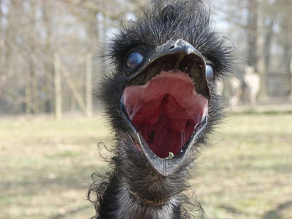Emu closeup with its mouth open (photo from Wikimedia Commons)