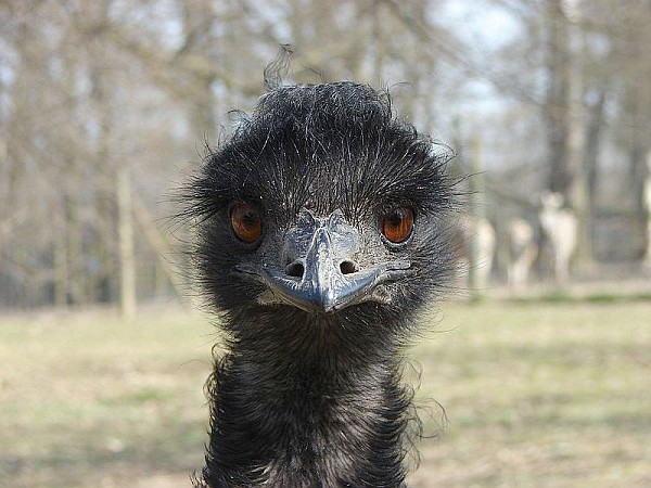 Emu closeup (photo from Wikimedia Commons)