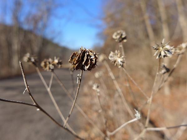 Wingstem seeds, North Park, 1 Jan 2015 (photo by Kate St. John)