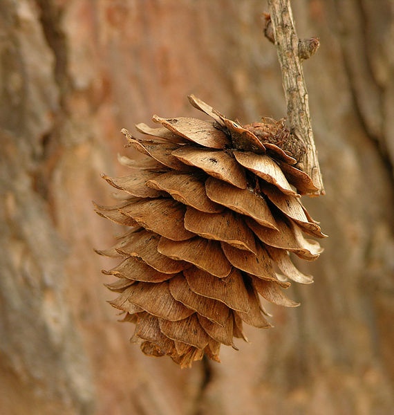 Cone of a Japanese larch (photo from Wikimedia Commons)