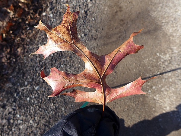 Scarlet oak leaf, 1 Jan 2015 (photo by Kate St. John)