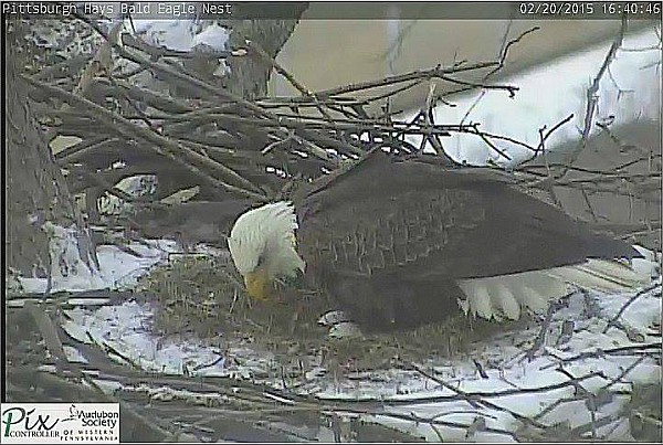 Pittsburgh Hays female bald eagle, 2nd egg on 2/20 at 4:40pm (screenshot from PixController)