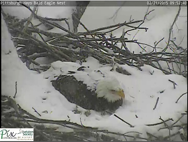 Hays bale eagle in snow on nest, 21 Feb 2015 (screenshot from the Hays bald eaglecam)