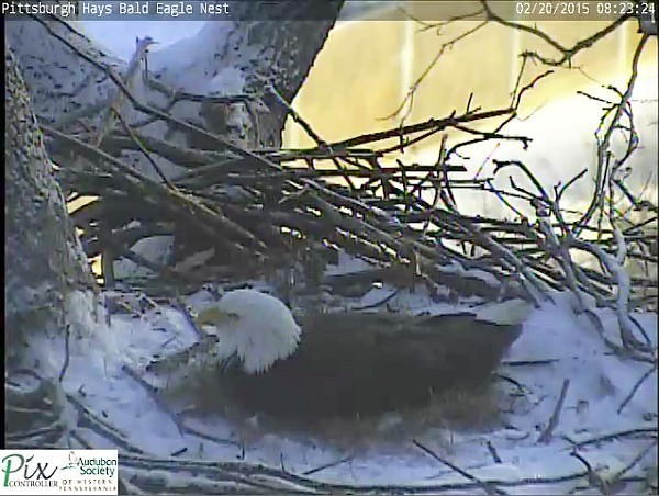 A very cold morning at the Hays bald eagle nest, 20 Feb 2015 (screenshot from the Hays bald eaglecam)