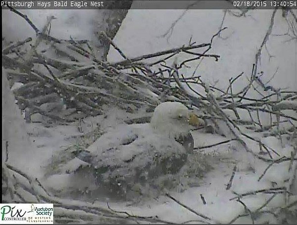 Hays bald eagle on nest in snowstorm, 18 Feb 2015 (screenshot from Hays eaglecam)