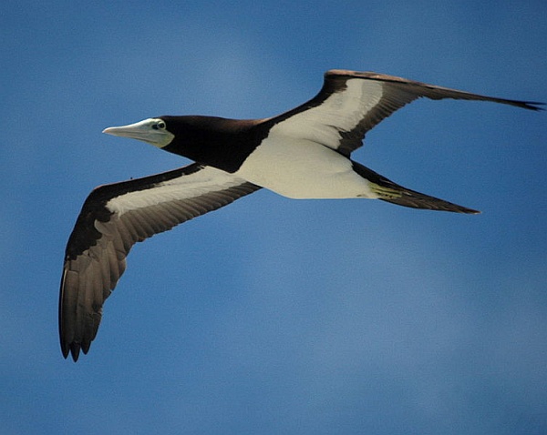 Adult brown booby in flight (photo from Wikimedia Commons)