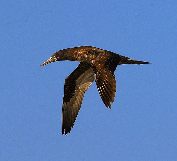 Juvenile brown booby in flight (photo from Wikimedia Commons)