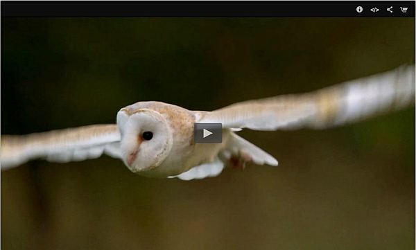 Screenshot from PBS NATURE's Owl Power program