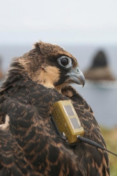 Eleanora falcon with satellite tracking backpack (photo by Pacual López/ SINC via Science Daily)