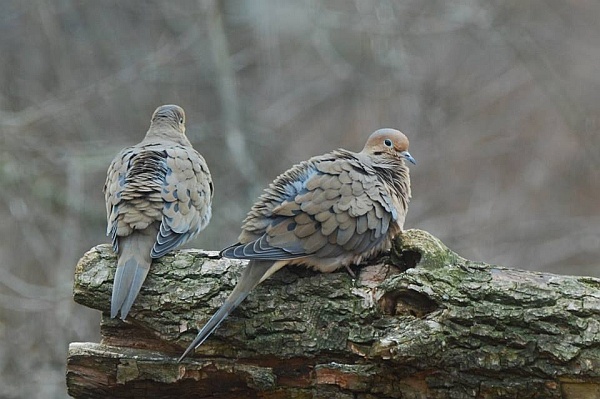Two mourning doves (photo by Donna Foyle)