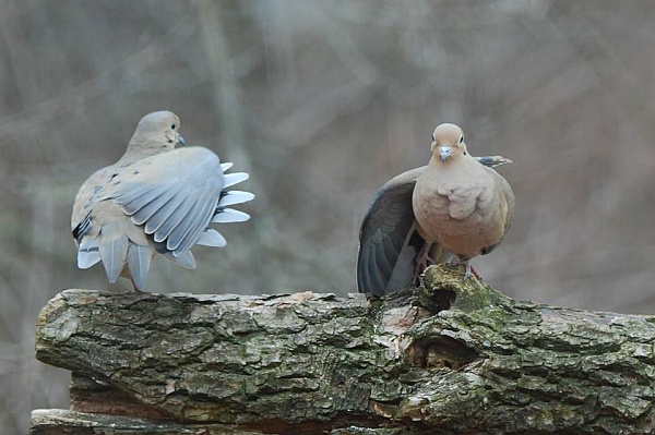 Two mourning doves (photo by Donna Foyle)