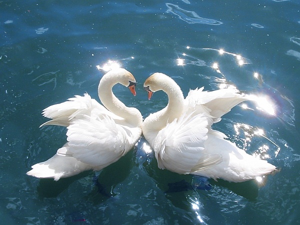 Pair of mute swans (photo from Wikimedia Commons)