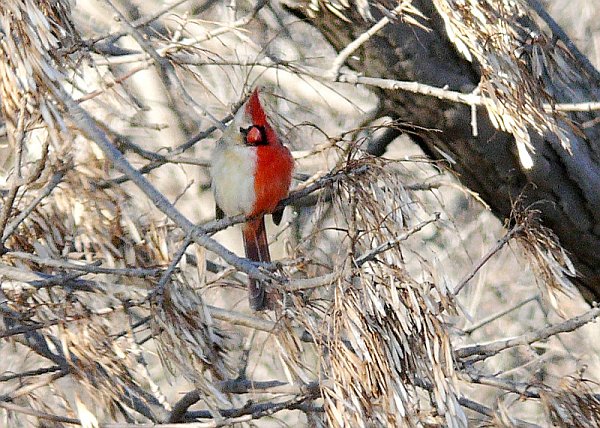 Bilateral gynandromorph northern cardinal (photo courtesy Western Illinois University)
