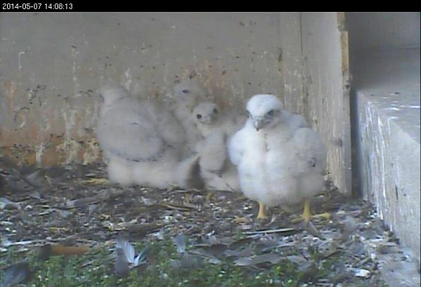 Peregrine nestlings, two weeks old at the Gulf Tower, 7 May 2014 (photo from the National Aviary falconcam at Gulf Tower)