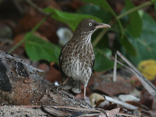 Pearly-eyed thrasher (photo from Wikimedia Commons)
