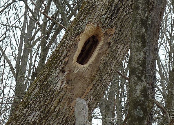 Pileated woodpecker hole in deah ash tree (photo by Kate St. John)