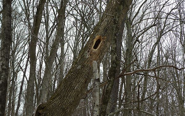 Pileated woodpecker hole in dead white ash tree, Pennsylvania (photo by Kate St. John)