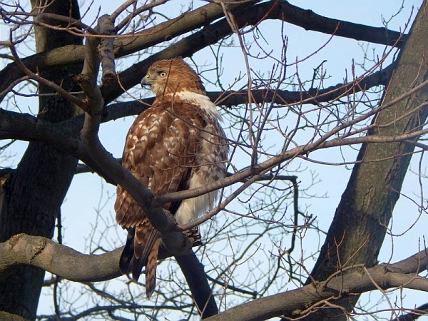 Immature red-tailed hawk (photo by Rachel Baer)