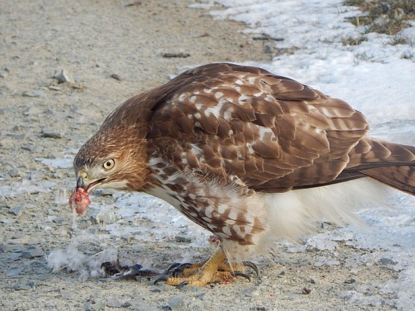 Immature red-tailed hawk at Oakmont's Riverside Park (photo by Rachel Baer)