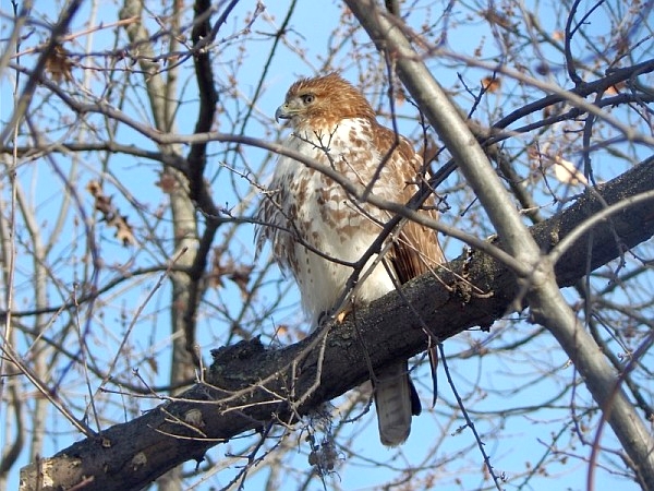 Immature red-tailed hawk (photo by Rachel Baer)