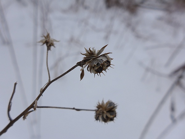 Wingstem seeds poised to drop, Feb 2015 (photo by Kate St. John)