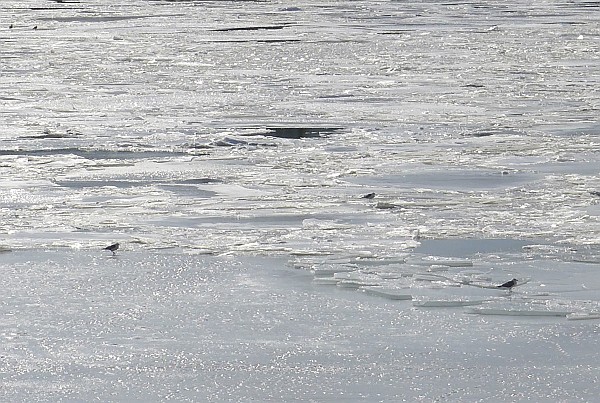 Ice and gulls on the Monongahela River, 25 Feb 2015 (photo by Kate St. John)