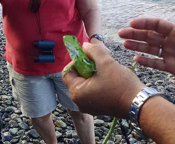 Baby iguana, moving in hand (photo by Kate St. John)