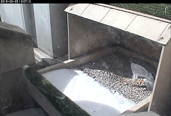 E2 calls for Dorothy to come bow at the nest (photo from the National Aviary snapshot camera at Pitt)