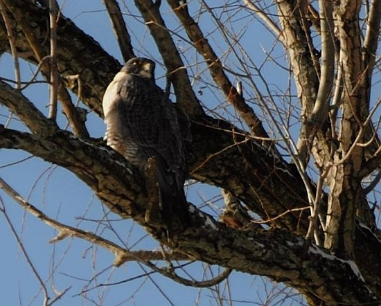 Female peregrine, Hope, perched in a tree in Tarentum, 27 Feb 2015 (photo by Marge Van Tassel)