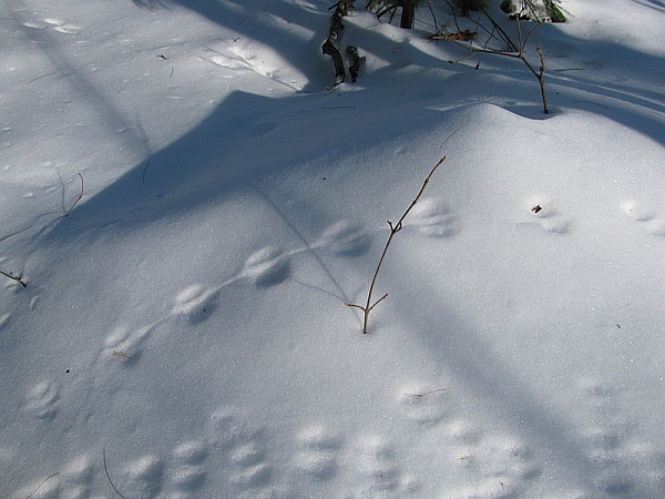 Deer mouse and squirrel tracks in the snow (photo from Wikimedia Commons)