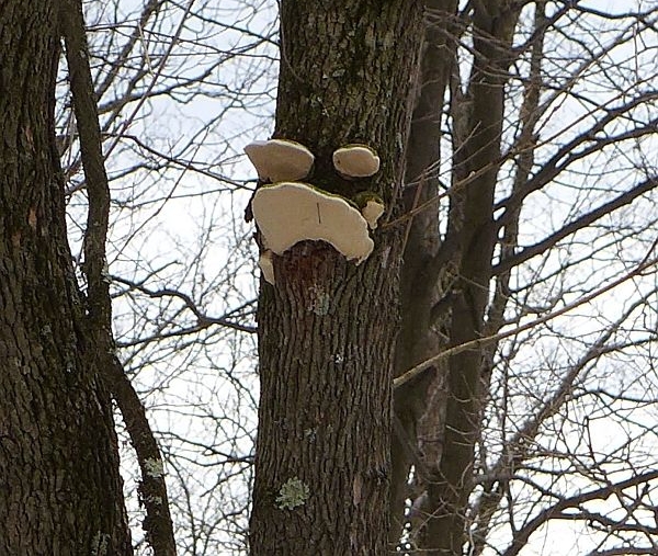 Shelf mushrooms make a face on this tree (photo by Kate St. John)