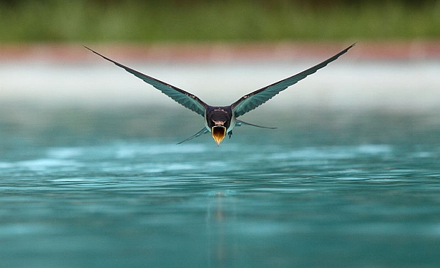 Swallow drinking from a swimming pool, Wikimedia Picture of the Year 3rd Place 2013 (photo from Wikimedia Commons)