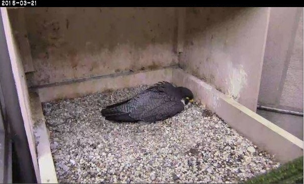 Dorothy sleeping on her belly, though she has no eggs (photo from the National Aviary falconcam at Univ of Pittsburgh)