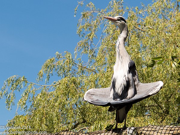 Grey heron sunbathing (photo by SteveValasek)