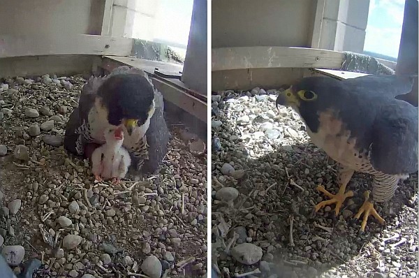 Belle at Univ of Toledo (photos from the Univ of Toledo falconcam) 