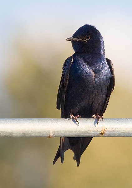 Adult male purple martin (photo by Cajay on Wikimedia Commons)