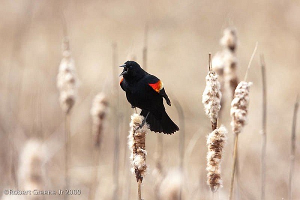 Red-winged blackbird singing (photo by Bobby Greene)