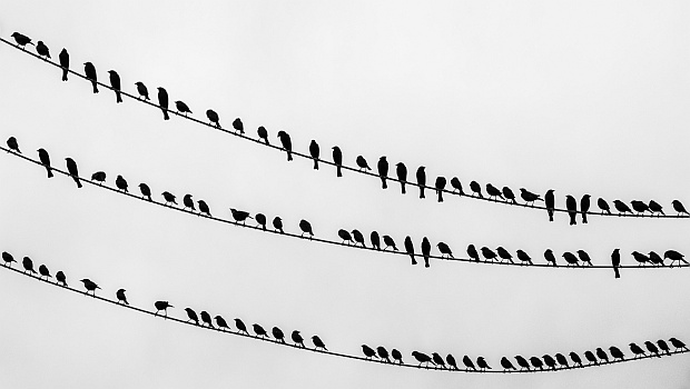 Birds on wire (photo from Wikimedia Commons)