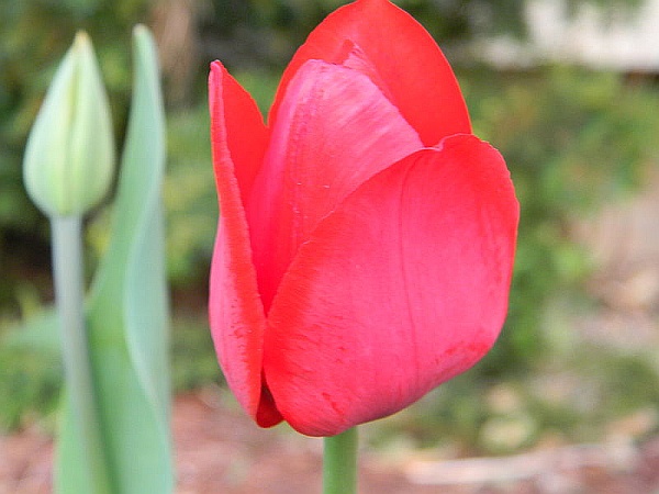 Red tulip near Burlington, ON, 21 May 2014 (photo by Laslovarga via Wikimedia Commons)