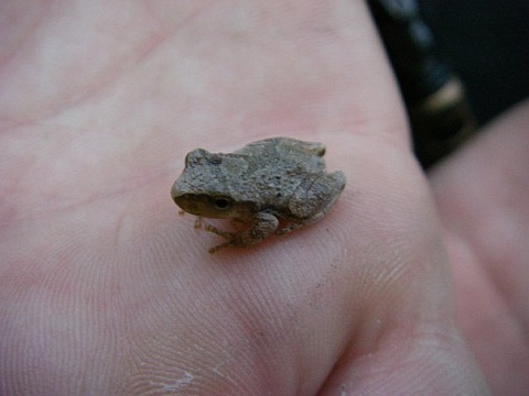 Spring peeper found at Sault College woodlot, Algoma District, Ontario, Canada (photo from Wikimedia Commons)