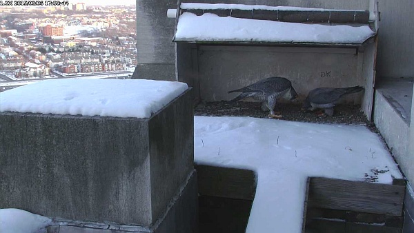 Dori and Louie court at the Gulf Tower nest, 6 Mar2015 (photo from the National Aviary falconcam at Gulf Tower)