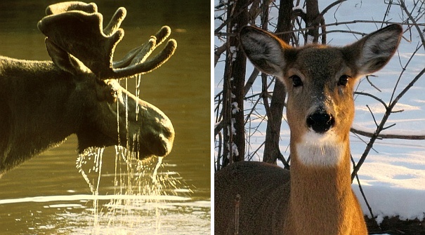 Moose and deer (both photos from Wikimedia Commons)
