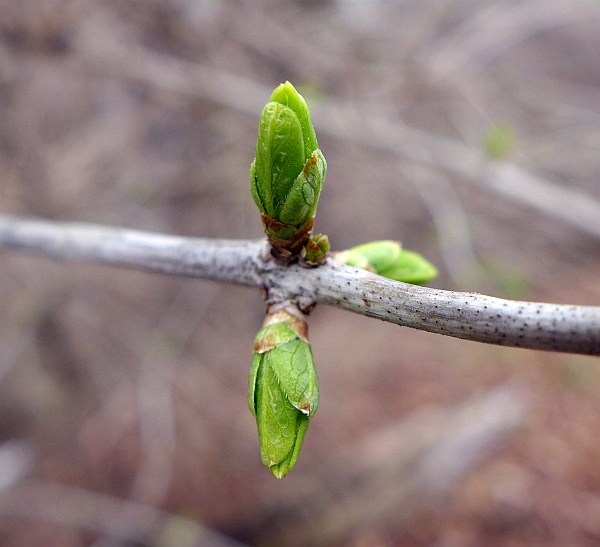 Incipient forsythia leaves, 25 March 2015 (photo by Kate St. John)
