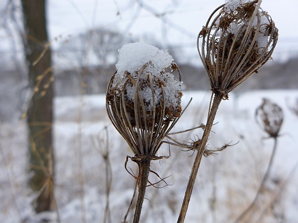Snow on Queen Anne's lace, 5 March 2015 (photo by Kate St. John)