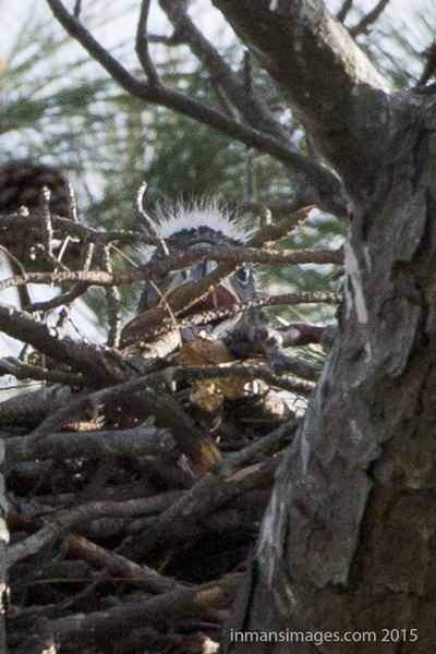 Eaglet at the NBG eagles' nest, 18 April 2015 (photo courtesy of Mike Inman, inmansimages.com)