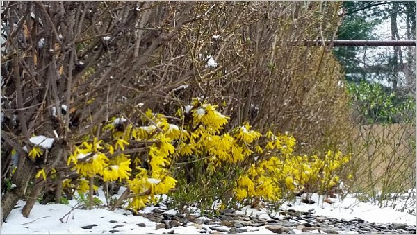 Forsythia is only blooming near the ground in Du Bois, PA, 23 April 2015 (photo by Marianne Atkinson)