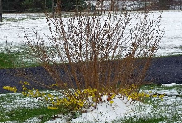 Tops of forsythia are dead in Du Bois PA, Spring 2015 (photo by Marianne Atkinson)