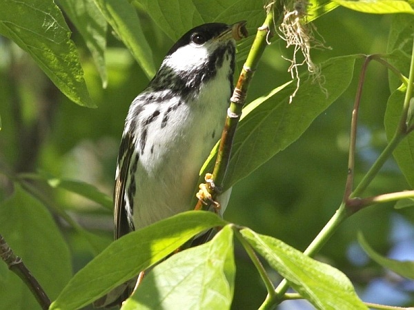 Blackpoll warbler gleaning insects from a boxelder (photo by Chuck Tague)