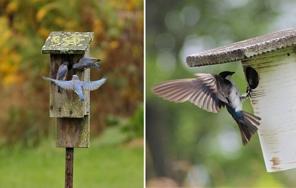 Eastern bluebirds checking out a nest box. Tree swallow comin in with a food delivery (both photos by Marcy Cunkelman)